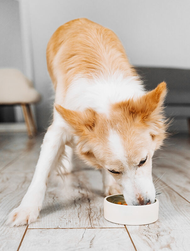 dog eating out of food bowl